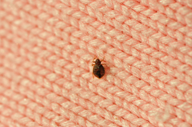 Bed-Bug-Treatment - La Verne Best Pest Pros | La Verne, CA | 909-442-5990