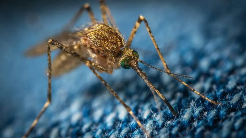 Mosquito Control - La Verne Best Pest Pros | La Verne, CA | 909-442-5990