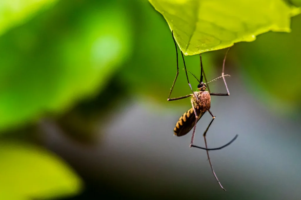 Mosquito-Control-for-Every-Outdoor-Space - La Verne Best Pest Pros | La Verne, CA | 909-442-5990