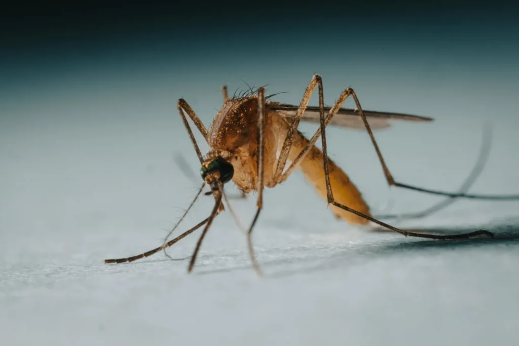 Protect Your Family from Mosquito-Borne-Diseases - La Verne Best Pest Pros | La Verne, CA | 909-442-5990