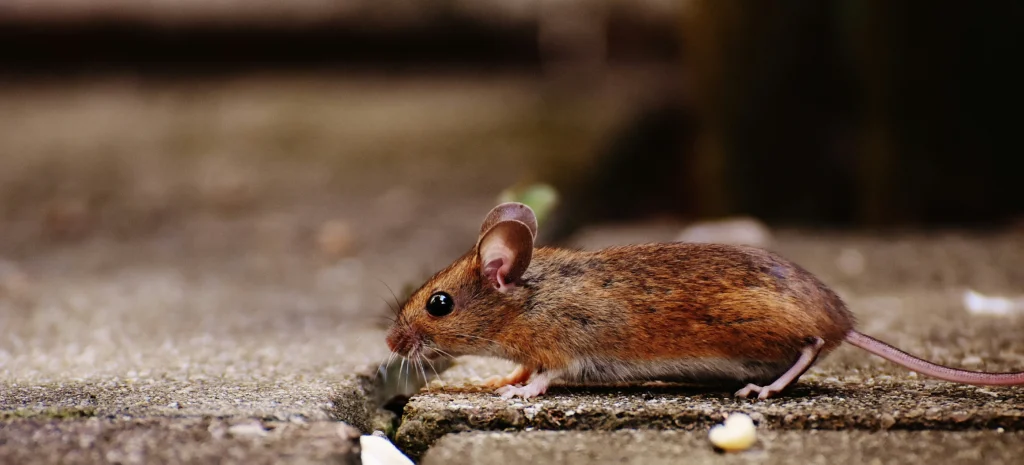 Residential-Commercial-Rodent-Solutions - La Verne Best Pest Pros | La Verne, CA | 909-442-5990