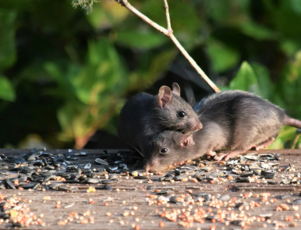 Rodent-Removal - La Verne Best Pest Pros | La Verne, CA | 909-442-5990
