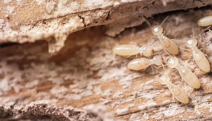 Signs You May Have a Termite Infestation - La Verne Best Pest Pros | La Verne, CA | 909-442-5990