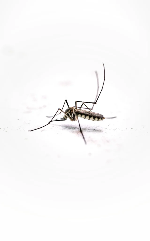 Tired of Mosquitoes Ruining Your Evenings - La Verne Best Pest Pros | La Verne, CA | 909-442-5990