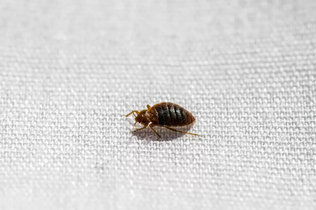 Why Bed Bug Heat Treatments Work Best - La Verne Best Pest Pros | La Verne, CA | 909-442-5990