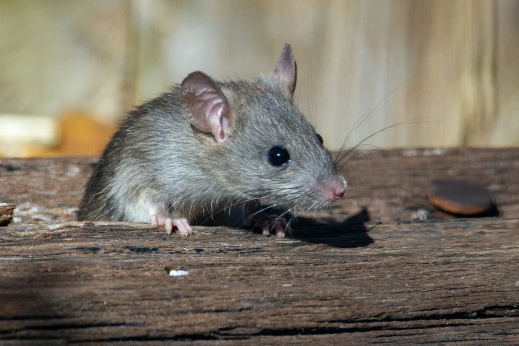 Why-Choose-Our-Rodent-Exterminators - La Verne Best Pest Pros | La Verne, CA | 909-442-5990